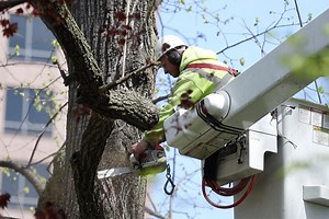 Top three injuries when tree trimming
