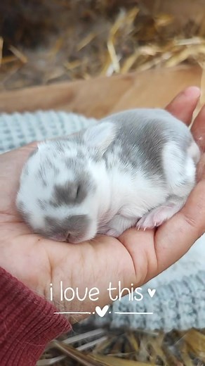 Adorable 1 Week Old Holland Lop Bunny