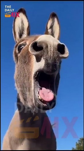 Donkey With Human Voice 😂 | Funniest Animal Video Ever!|#viralfunnyshorts