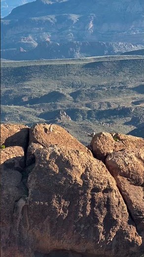Desert Bighorn Sheep | Conservation Frontlines