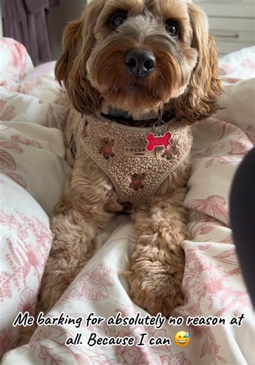Me barking for absolutely no reason.. why you ask? Because I can 😂 #cute #cockapoo #dogsoftiktok #cockapoolove #cheeky #cockapoolove #cockapoooftiktok #cockapoosoftiktoks #bark #barking #fyp #foryoupage