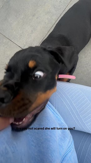 Understanding Rottweiler Puppy Behavior and Care