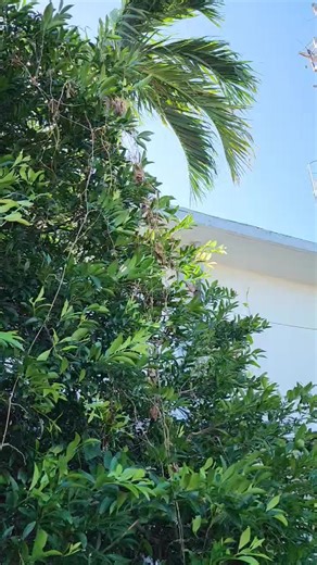 WITNESSING XIAN LIM'S FIRST SOLO FLIGHT A solo flight is a huge milestone in every student pilot's life, exciting and thrilling at the same time. Xian Lim was very focused and dedicated to turning his pilot dream into a reality. It was such a privilege to witness Xian Lim's first solo flight. Despite somewhat challenging wind conditions, Xian was in full control of his plane. I am confident his airmanship will continue to become better with each and every flight. Congratulations also to Xian Lim