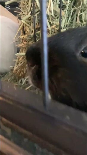 Guinea pig eats cucumbers 🥒🥹🥹🥹