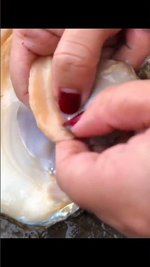 Incredible pearl harvesting: watch the process from oyster to gem#pearls #oyster