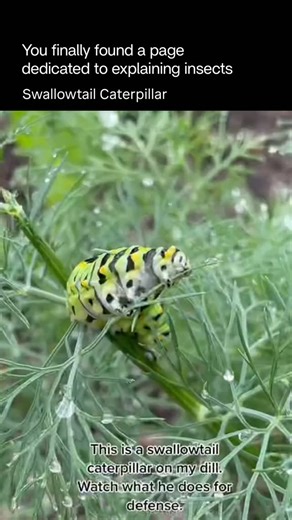 Explaining Insects 🦋 on Instagram: "Swallowtail caterpillars are the larval stage of swallowtail butterflies, known for their vibrant colors and unique defense mechanisms. Many species start out resembling bird droppings to avoid predators, then transform into bright green or striped forms as they grow. They often have an osmeterium, a forked orange or red gland they can extend from their head when threatened, releasing a foul smell to deter predators. These caterpillars feed on specific host p