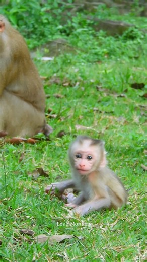 So nice monkey baby! | Love Monkey