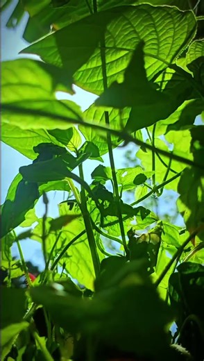 Cinematic with a natural theme, and the charm of the morning✨ #cenimaticvideo #cenimatography