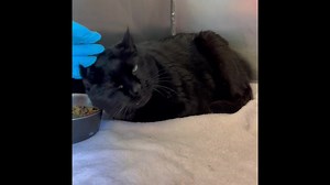 1.1K views · 105 reactions | ===SENIOR ALERT=== Precious is a...