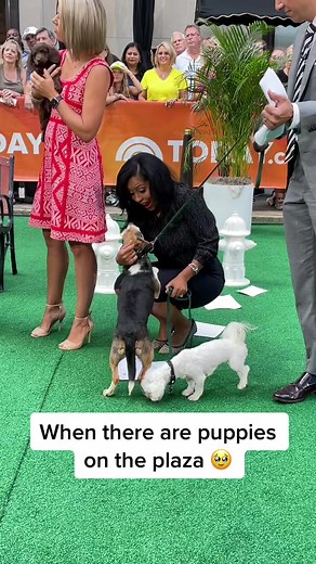 Puppies. on. the plaza. 🐶💛 #dogsoftiktok