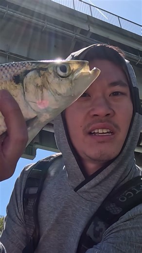 How To Identify Hickory Shad Fish?