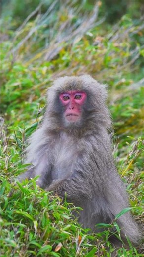 Ein neugieriger Rotgesichtaffe 🐒🌿🐒