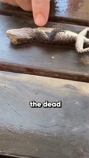 Firefighter performs life saving CPR on drowned lizard 🦎