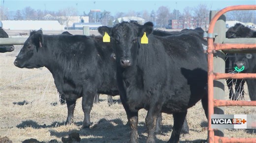 'Cattle have a built-in heater': U of I Extension specialist shares how cows keep warm in frigid temperatures