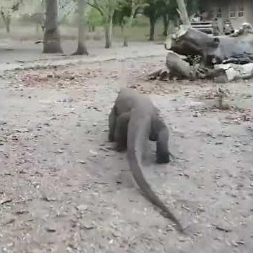 HUMAN AND KOMODO DRAGON