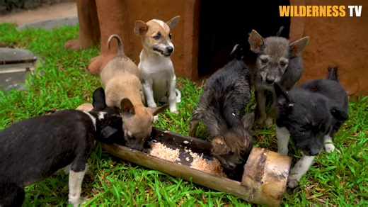 The dogs were lost in the jungle, so we built them a magical house before night