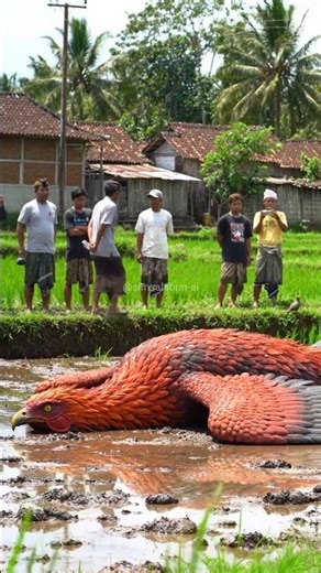 Residents Shocked! Legendary Phoenix Bird Falls in Rice Field..🔥