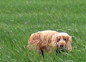 Diabetic Dogs: Symptoms, Diagnosis and Treatment