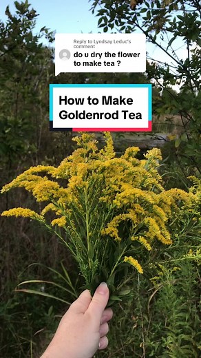 Replying to @Lyndsay Leduc here’s how to make tea from Goldenrod (Solidago spp.) flowers 💛 #goldenrod #solidago #herbalremedies #allergies #coldcare #naturalremedy