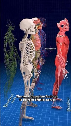 Amazing Human Body System! 🦴💪🧠