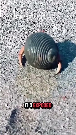 Hermit Crabs Wear Borrowed Shells #hermitcrab #animalfacts #wildlife #oceananimals #nature