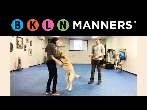 Teach your Dog to Stop Jumping on People