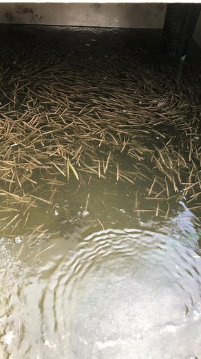 Muskellunge are back in the ponds! These “frylings” came up from the Waterville State Fish Hatchery on Thursday, and will now spend the next couple months growing until they are stocked in #lakevermilion in October. Wild to think that some of these tiny fish could be 50 inchers someday! . . . #muskymonday #muskellunge #muskyfishing #muskiefishing #minnesotamuskies #uglypike #fisheriesmanagement | Kamden Glade