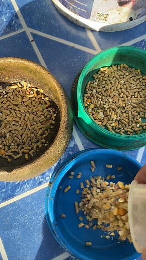 14K views · 375 reactions | Pag katapos mapaligoan ! #45DaysChicken | 45 days chicken | Facebook