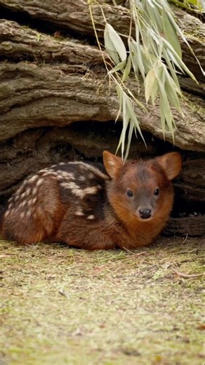 The Smallest Deer in the World – Pudu | Nature’s Hidden Jungle Don 🦌#wildlife