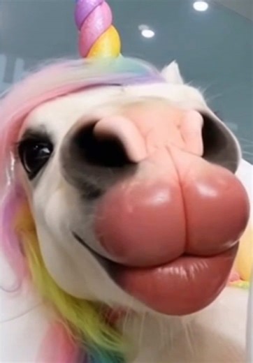 อีจิ๋วไปฉีดฟิลเลอปากร้านไหนมาเนี่ย จะได้ไม่ไป ส่วนปากไอ้แบล้คเเดงก่ำน่ากลัวมาก กลัวจะระเบิด #unicorncafe #unicorn #filler #ฉีดฟิลเลอร์ปาก #surgery