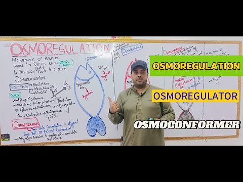 LEC 4 | Osmoregulator VS Osmoconformer | Homeostasis | Prof : M Sajjad Khan |