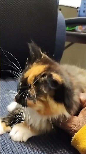 hello pretty gril