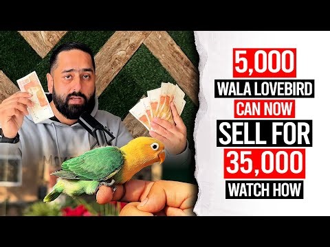 5,000 Wala Lovebird Can Now Sell For 35,000…….Watch How !!