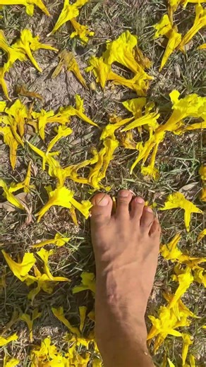 Yellow flowering tree