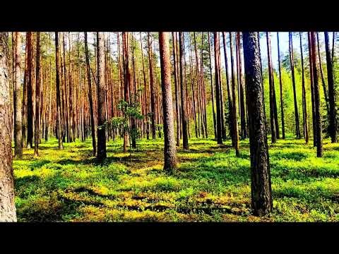 Natural ASMR 🌿 Relaxing Nature Sounds for Sleep and Meditation