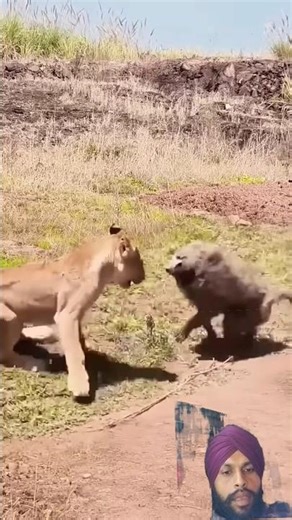 Lion vs Baboon #animals #wildlife #baboon #lion