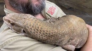 savannah monitor lizard facts and care