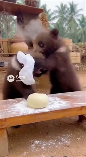 These are the rolling-pin master bears. Did you know about them? 🐻🧑‍🍳🥖