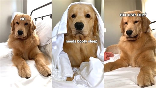 Lazy Dog Won’t Get Out of Bed 😴 | Funny & Relatable Pet Compilation