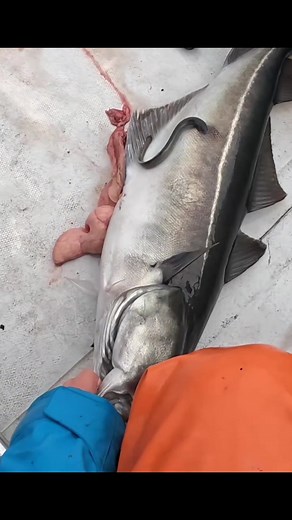 Pollock are actually really fun to catch, just need to watch out for porbeagle sharks… @Fishbrain #fishing #explore #interesting #sharks #fishtok