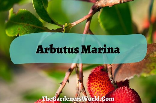 Arbutus Marina: Origin, Characteristics & Care - The Gardeners World