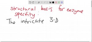 SOLVED:Nooks and crannies. What is the structural basis for enzyme specificity?