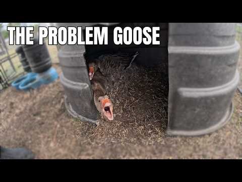 Broody Goose Won’t Stop Sitting: How I Safely Broke the Nest