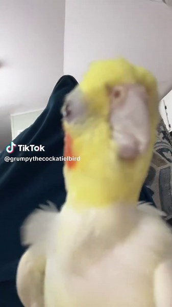 graa #fyp #bird #cockatiel #grumpy #fypシ゚viral | birds of tiktok