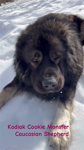 Caucasian Shepherd Massive dog~ Kodiak Cookie Monster