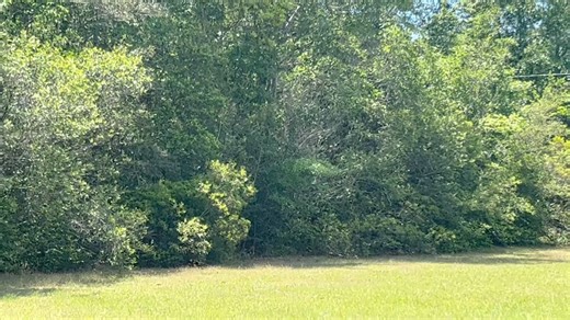 5.8K views · 293 reactions | Crimson~ Is a gorgeous red tailed hawk...