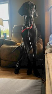 268K views · 2.7K reactions | Look  at that drool 襤 Joe is one drooling dog. #DogDrool #GreatDane #BigDog #FunnyDoggo | Larry_the_great_dane | Facebook