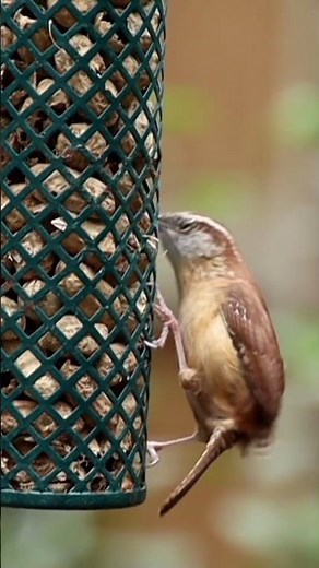 Birdwatching with the Carolina Wren | A Day in the Life