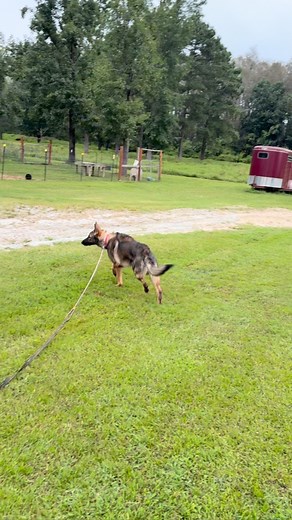 14 reactions · 6 comments | One thing I love about dog training is reading body language. Dogs truly tell us exactly what they are feeling and what they are about to do if we watch them. What behaviors do you see in this dog? Is this the result of genetics? Lack of exposure? #dogtraining #obediencetraining #boardandtrain #germanshepherd | NC K9 LLC. | Facebook