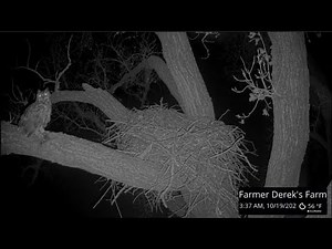 Owl's visit with a caught rabbit to the nest/Клайд с пойманным кроликом